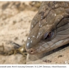 tiliqua scincoides4